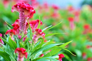 Làng hoa Gò Vấp tất bật chuẩn bị tết 