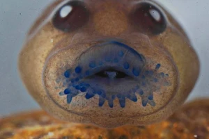 Phát hiện loài vật tuyệt chủng 137 năm ở Ấn Độ