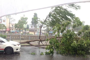 Cây xanh bật gốc, bổ nhào xuống taxi ở đường Trường Sa