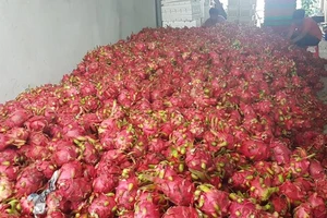 'Tôi đang mua thanh long xuất khẩu 120.000 đồng/kg' 
