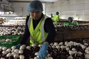 Úc tăng 1.500 visa lao động cho ứng viên Việt Nam