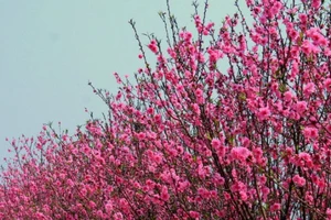 Cước vận chuyển đào, mai tết bằng máy bay gần 500.000 đồng/bó