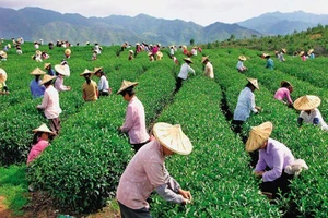 Đài Loan tiếp nhận lao động ngành nông nghiệp từ đầu năm nay