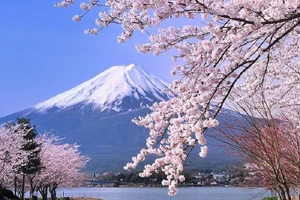 Đến Nhật thấy hoa đẹp chớ vội sà vào chụp hình