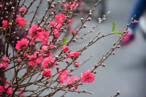 Hàng không mở dịch vụ vận chuyển đào, mai tận nhà