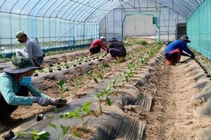 Đồng Tháp: Lao động xuất ngoại mỗi năm gửi về gia đình 1.600 tỉ