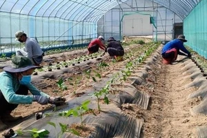 Sang Hàn Quốc trồng sâm, hái cà chua thu nhập 37 triệu đồng/tháng