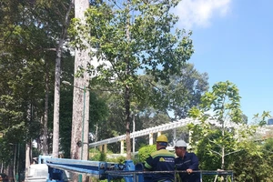 Hôm nay, TP.HCM bắt đầu sử dụng flycam kiểm tra 'sức khỏe' cây xanh