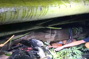 Siêu bão số 3 chưa vào bờ nhưng đã khiến cây đổ la liệt, đè người đi đường ở Thanh Hóa