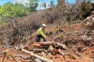 Khởi tố vụ án phá rừng để trồng cao su ở Kon Tum