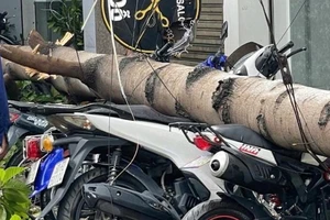 Lốc xoáy khiến nhiều cây xanh gãy đổ, đè xe máy ở Đồng Nai