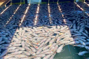 Cá nuôi lồng bè chết hàng loạt trên hồ thủy lợi Ia Mơ