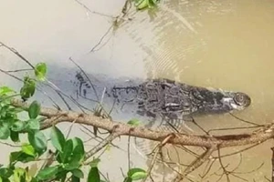 Cá sấu xuất hiện trên kênh ở Long An, chính quyền phát cảnh báo