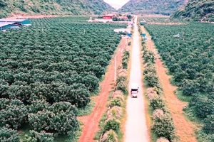 Công an khám xét trang trại hàng chục ha của trùm giang hồ xứ Thanh 'Vi ngộ'