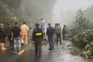 CSGT ứng trực xuyên đêm, dọn cây gãy đổ trên các tuyến đèo ở Lâm Đồng