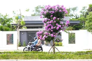 Ngắm hoa bằng lăng khoe sắc tím giữa lòng phố xứ dừa