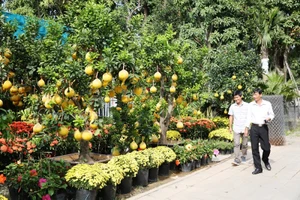 Bưởi Diễn vàng thơm hút khách Sài Gòn mùa Tết