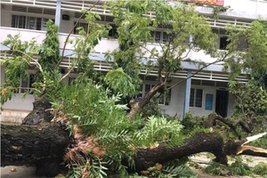 Cây cổ thụ bật gốc trong sân trường, học sinh phải nghỉ học 