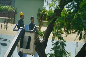 Sau sự cố cây đổ, trường Bạch Đằng xử lý cây phượng còn lại