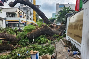 Sở GD&ĐT TP.HCM báo cáo vụ cây bật gốc tại Trường Trần Văn Ơn
