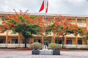 Phượng nở rộ khiến lòng ai xao xuyến