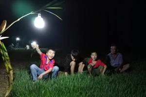 Tránh nóng, người nông dân Nghệ An ra đồng soi đèn nhổ mạ ban đêm