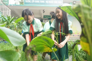 Học sinh TP.HCM xắn quần, lội bùn cấy lúa giữa sân trường 