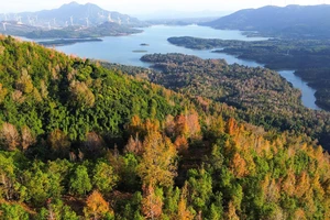 Rừng cây phong hương chuyển màu rực rỡ bên hồ Rào Quán những ngày cuối năm. Ảnh: CTV