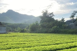 Cha mẹ muốn cắt đất cho con để xây nhà, cần thực hiện thủ tục gì?