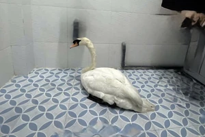 Pháp lý vụ trộm thiên nga tại Thảo Cầm Viên