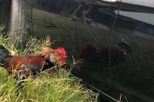 Gà mổ trầy ô tô, kiện chủ nhân của gà hay đòi bảo hiểm?