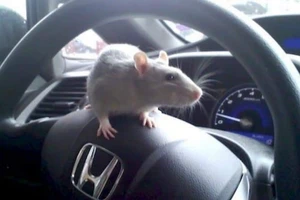 Mẹo đuổi chuột trong xe ô tô trong ngày giãn cách có giá chỉ vài chục ngàn đồng