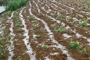 Từ vụ mưa đá ở Cao Bằng, kích thước viên đá như thế nào có thể làm vỡ kính xe ô tô?