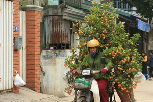 Xếp mai, đào, quất trên xe máy thế nào để không vi phạm luật giao thông?