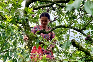 Du khách 'lạc lối' ở vườn mận Mộc Châu