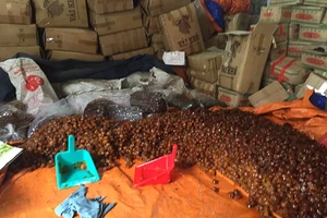 Hơn 10 tấn mứt, nho, hạt dẻ không nguồn gốc