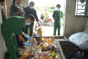 Bắt hàng chục ngàn con gà giống Trung Quốc lậu 