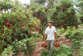 Giá vải thiều Việt bán tại Thái Lan 200.000 đồng/kg