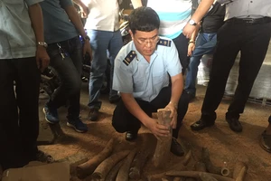 Phát hiện hơn 1.000 kg ngà voi núp trong... thùng phuy 