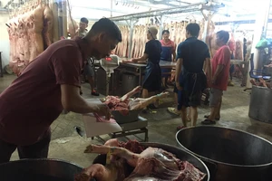 Chuyện lạ: Heo miền Tây mang 'lý lịch' heo miền Đông 