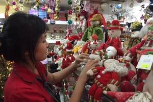 Đà Lạt nhập cây thông thật có mùi thơm chơi mùa Noel