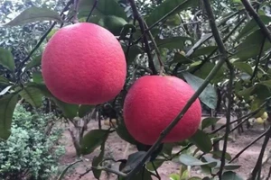 Hồng treo Đà Lạt, bưởi đỏ tiến vua hút hàng 