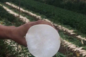 Siêu thị TP.HCM ra tay 'giải cứu' củ cải trắng Hà Nội