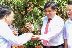 Trồng đặc sản vải thiều ngay tại... siêu thị ở TP.HCM