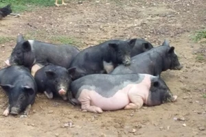 Tăng cường kiểm tra các cửa khẩu ngăn chặn hoạt động vận chuyển lợn nhập lậu- Ảnh minh họa