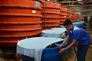 Nhà thùng nước mắm truyền thống tại Phú Quốc, Kiên Giang- ảnh DƯƠNG ĐÔNG