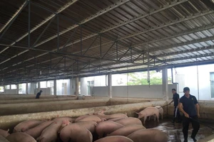 Thương lái bất ngờ đến tận chuồng 'săn' heo