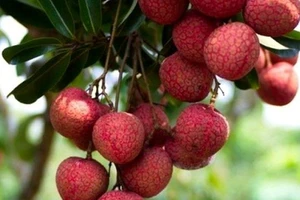 Vải đầu vụ Bắc Giang bán cho Trung Quốc giá cao