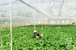 Rau Cần Giuộc, hương vị đặc biệt được ưa chuộng