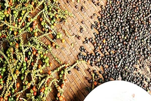 Một công ty Việt nghi bị lừa hơn 61.000 USD